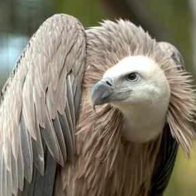 Gänsegeier Kreta Foto: MDR DOKfilm Matthias Neuber