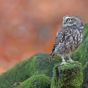 Steinkauz Kobold Foto: Günther Backsch Fotoworkshop Lodzig Naturfoto