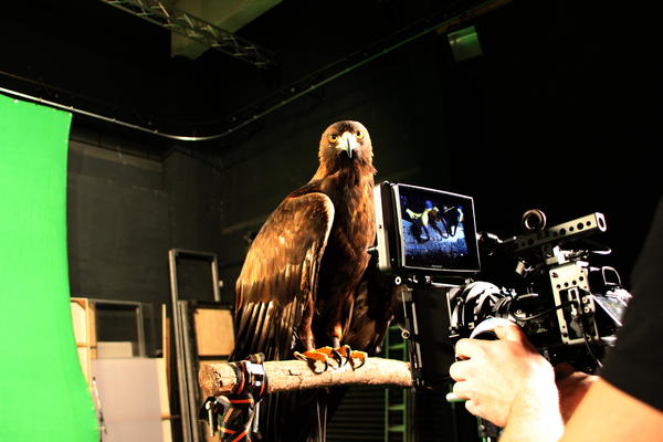 Steinadler Berry NivreFilm Weimar